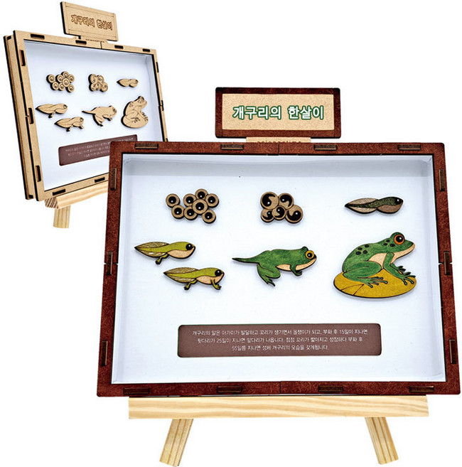 개구리의 한살이 만들기학습용 브로마이드 제공, 단품, 단품