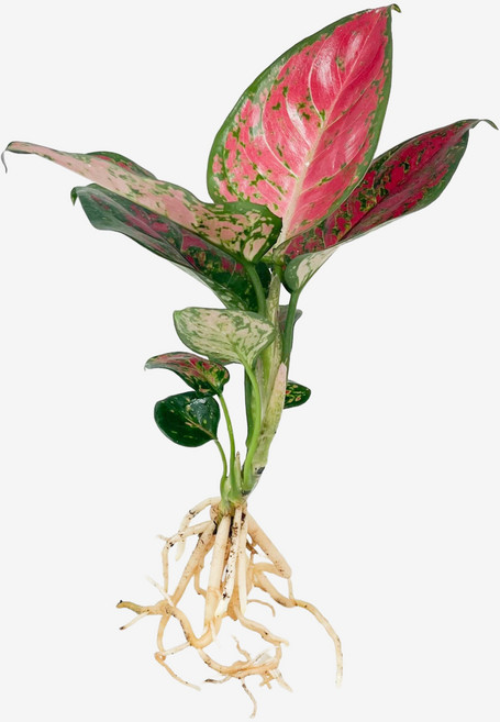 글라스가든 뿌리 흙 세척 엔젤 아글레오네마 1뿌리 수경재배 수중 실내공기정화 키우기 쉬운 식물 키우기, 1개