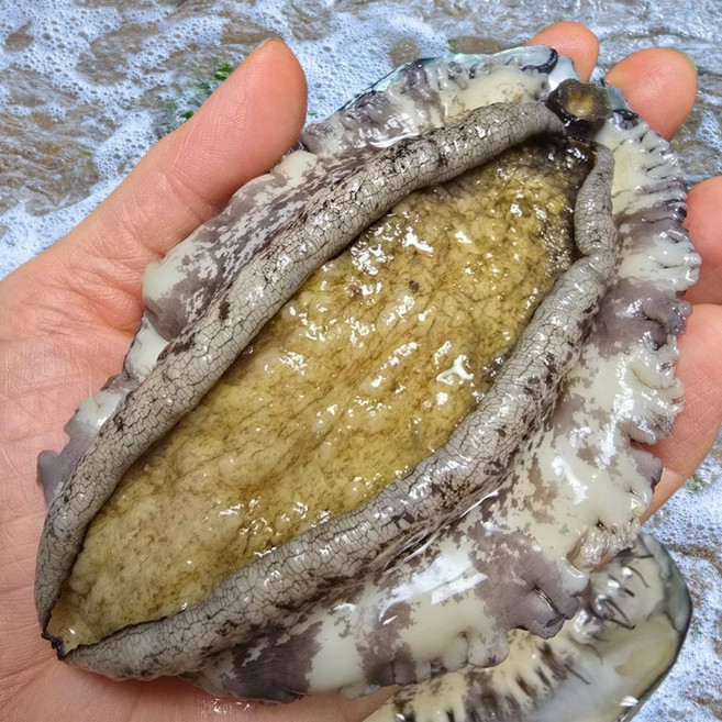 친절한이서방 왕특대 완도 활 전복 직거래, 1박스, (왕특대) 7-9미 1kg