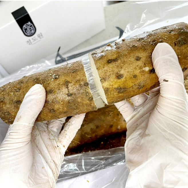 햇마 장마 마 산지직송 정도원 국내산 참마 생마 2kg / 3kg, 1개, 굵은 짜투리마2KG