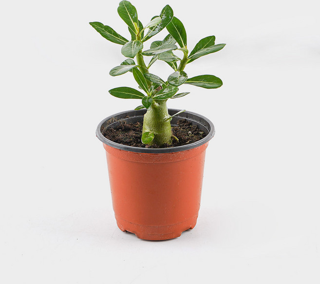 갑조네 석화 사막의장미 아데니움 오베숨 바오밥나무 실내식물, 단일, 1개