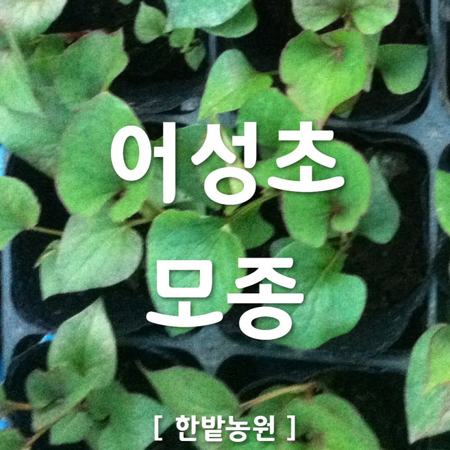 채소 모종 ~ 각종 묘종. 베란다 텃밭 세트 공기정화식물 허브 씨앗 채소모종 ~, H090 어성초 모종 1개