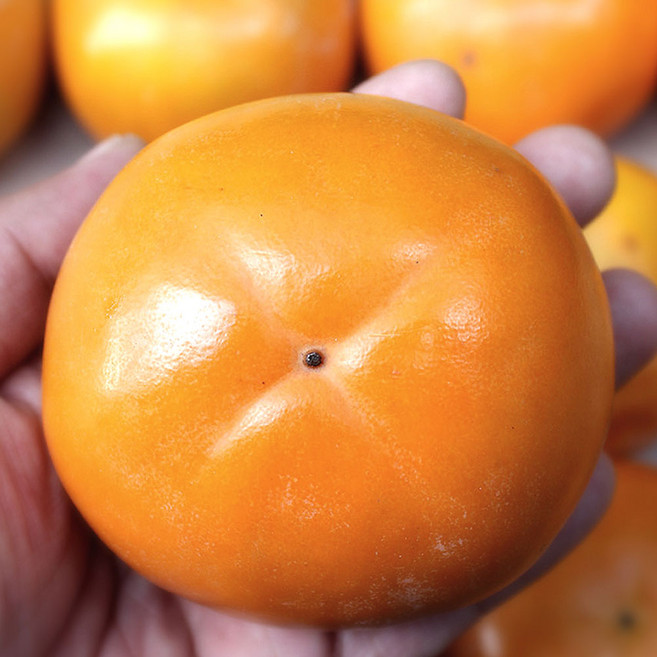 진영단감 아삭하고 달콤한 경남 단감 5kg 10kg 산지직송, 1개, 5kg중대과 (25과 내외)