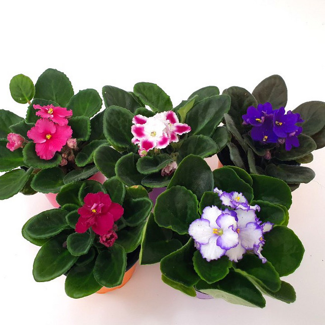 소예방 아프리칸 바이올렛 (소품) 바이올렛 꽃화분 생화 5개 묶음 배송 색상랜덤 색깔 10종류 넘어요 세인트폴리아 폭신폭신한 잎
