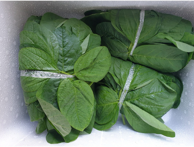 부드러운 생콩잎 1묶음 푸른콩잎, 생콩잎-1단, 1개, 200g