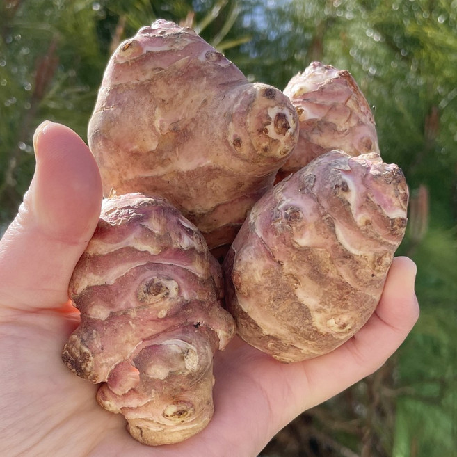 햇 생 돼지감자 뚱딴지, 1박스, 돼지감자 3kg