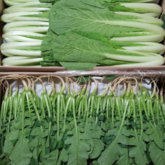 [농가직송] 부드럽고 아삭한 어린열무얼갈이 혼합세트, 1세트, 열무2kg+얼갈이1kg