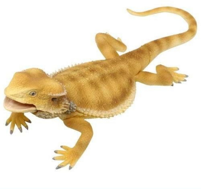 【M.M小舖】現貨 轉蛋 扭蛋 可動生物模型-蜥蜴王國傘蜥蜴 褶傘蜥 鬃獅蜥 傘蜥蜴 全4款 鬃獅蜥, 1個, D款/鬃獅蜥