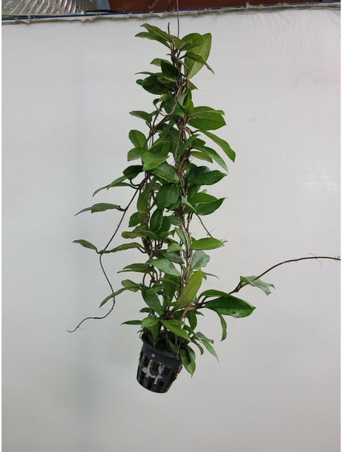 최상급상태유지 호야카노사 카노사호야 60~90cm 169