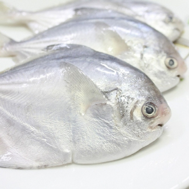 국내산 여수 횟감 생물 병어 2kg