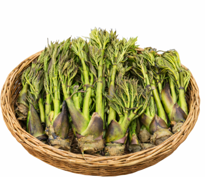 국산 자연산 참두릅, 1kg, 1개