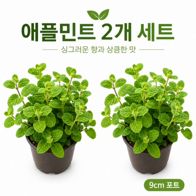 애플민트화분 허브 9cm포트, 2개