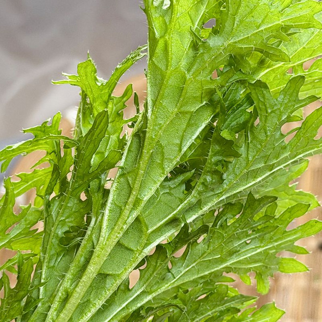 국내 첫 판매 와사비나 와사비 상추 고추냉이잎 쌈채소 당일수확, 1개, 200g