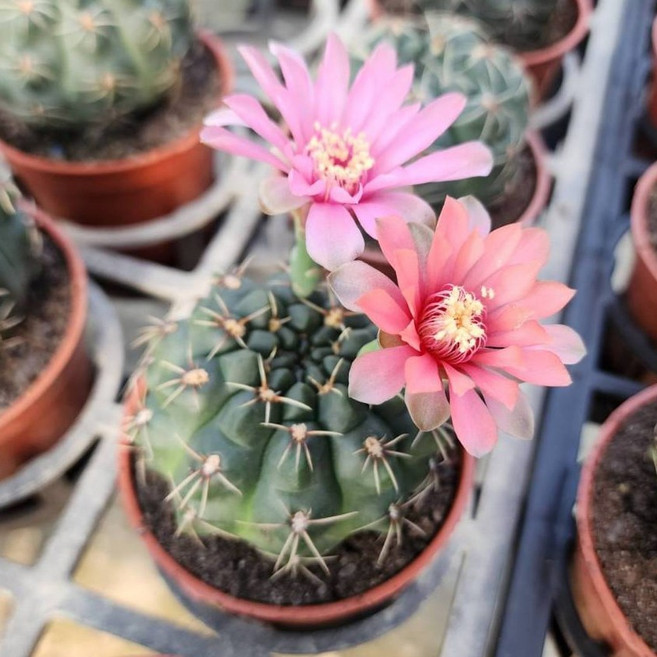 P老闆園藝 緋花玉仙人掌, 1個, 3吋