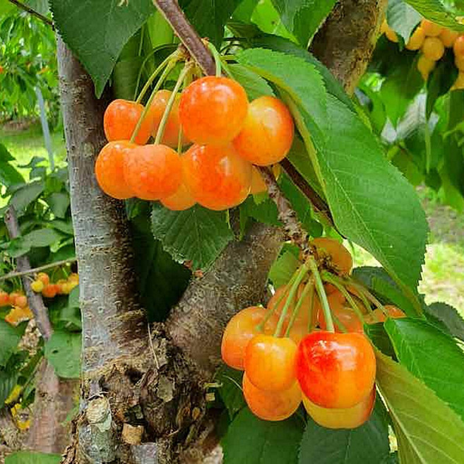 대과종 체리나무 / 자가수정되는 레이니어 /일반 산벚대목 1년, 1개