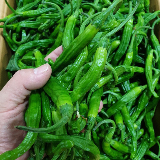 아빠농산 국내산 안 매운 꽈리고추 특A급, 1박스, 2kg