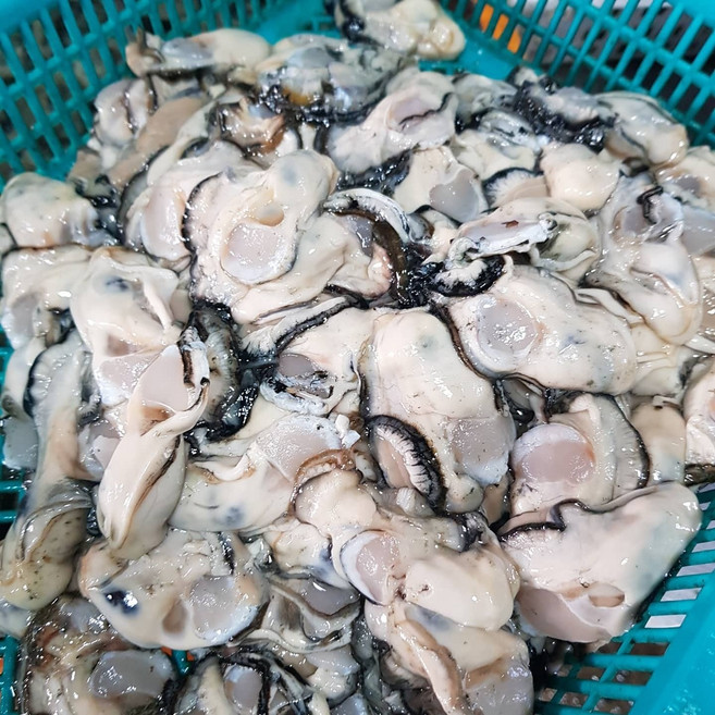 [당일조업] 통영 생굴 통영직송 횟감용 깐굴, 1세트, 생굴 1kg