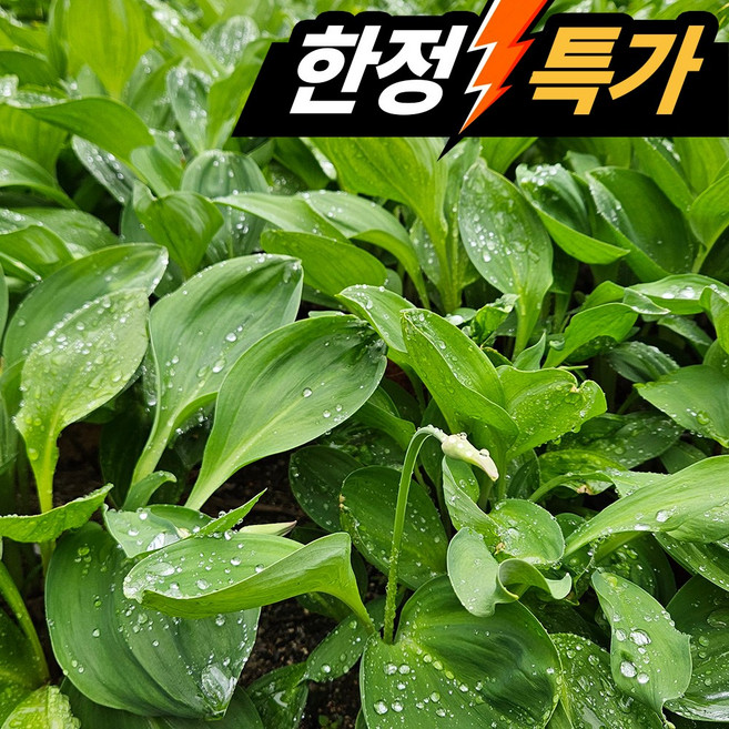 [산지직송] 울릉도 품종 명이나물 (잎명이) 강원도 고랭지 산마늘, 3kg, 1박스