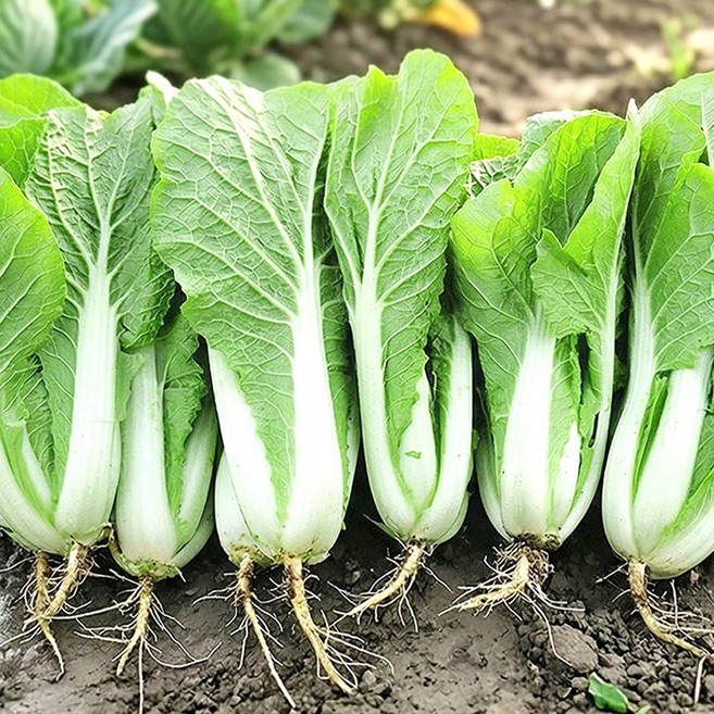 포천 사계절청년농부 김치용 어린 열무 얼갈이 산지직송 정량 포장, 1박스, 얼갈이 4kg