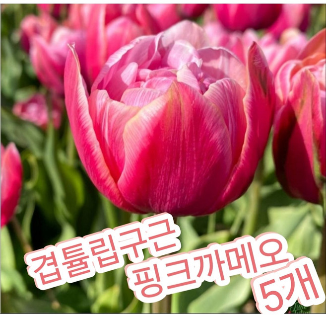 핑크까메오 튤립구근 겹꽃 5개/올해 구근 신상품입고 대방출
