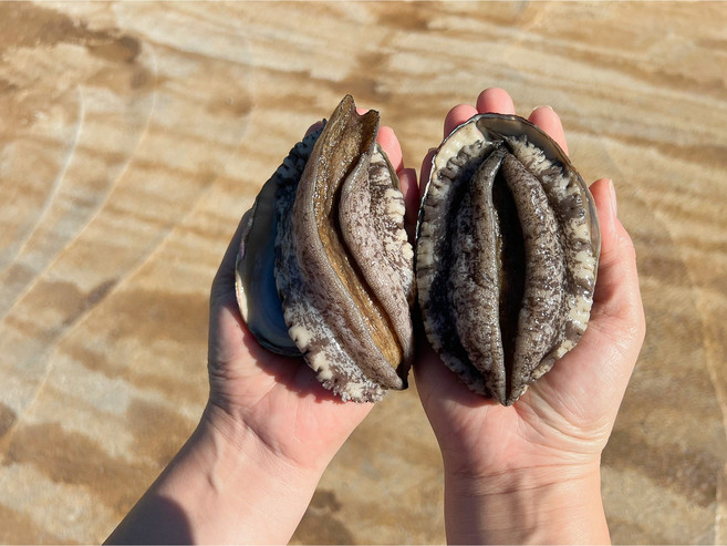 완도전복 6~7미 2kg 1개당일13시주문까지 건강의섬 산소포장 노화 보길도 산지직송, 1개