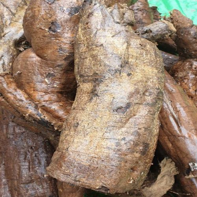 칡 알갱이가 씹히는 하동 야생 생칡즙 갱년기 진액 원액 자연산 착즙% 암칡, 100개, 110ml