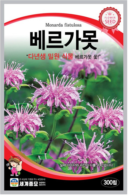 모칸도 (무배)세계 베르가못씨앗(300립), 1개