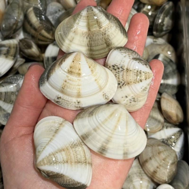 국산 백합조개 비단조개 민들조개 째복 울진 동해 2KG 뚱보수산 60~80미, 1개