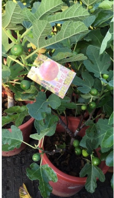 霏霏園藝香妃無花果7吋盆栽 陽台盆栽推薦, 1個