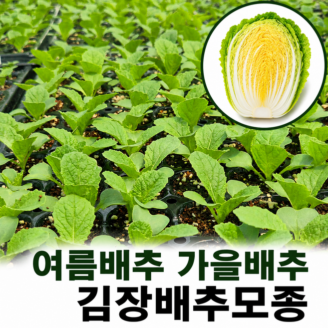 국산 배추모종 결구가 우수한 김장배추 추석배추 가을배추 텃밭 주말농장, 36개