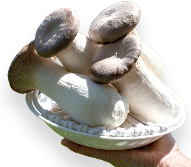 농가직송 새송이버섯 당일수확 당일발송 청정지역재배, 1박스, 특 새송이버섯 2kg