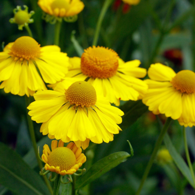 헬레니움 '헬레나 골드' [4포트] (복남이네야생화 다년생 화사한 황금색), 4개