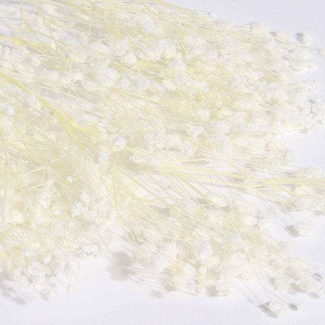 화연양화 표백 안개꽃 10색 한다발 프리저브드플라워, 01 화이트