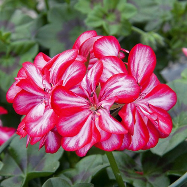 어린모종 제라늄 8cm분 56종, 아이비04 로얄 캔디초콜릿, 1개