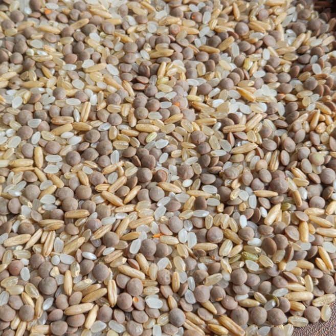 금빛농산 저속노화 혼식 렌틸콩 귀리 혼합 잡곡 밥 느린노화식단, 1개, 1kg