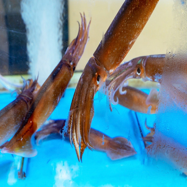 <국내배송> [급냉] 통찜용 총알 한치 500g (15~25미) – 부드럽고 쫄깃한 식감, 1개