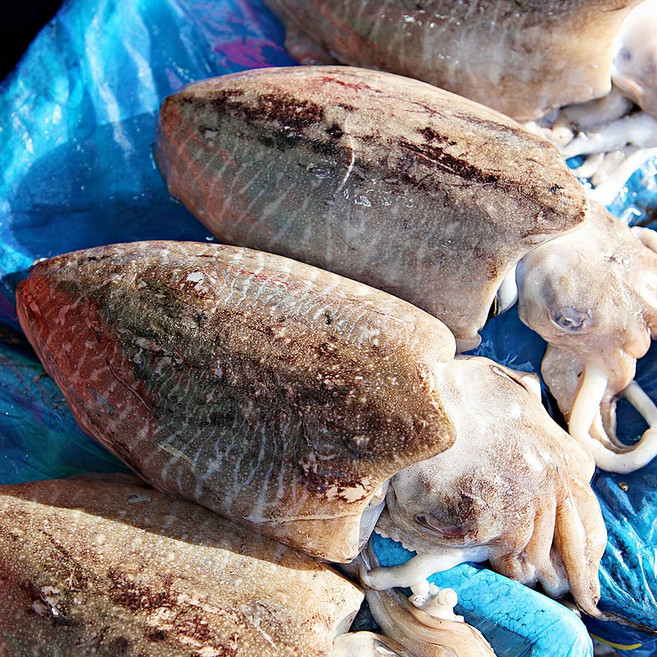 [산지직송_전남 여수] 두툼하고 탱글한 살이 가득 국내산 생물갑오징어 1kg(2~4미), 1세트, 1kg