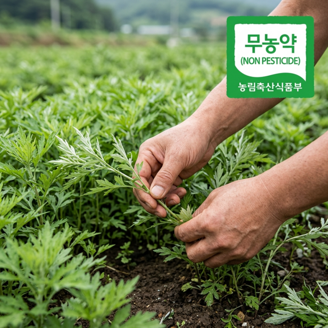 [농약안심인증] 산지직송 함평 참 쑥 생쑥, 1개, 500g