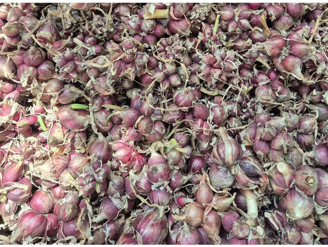 자색삼동파 모주 5주+주아30알, 30개, 500g