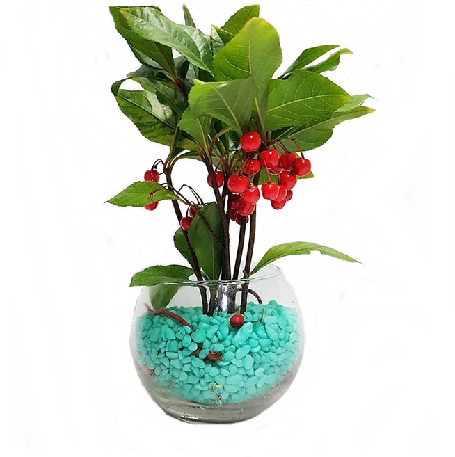 트리앤 1+1 푸딩병 개운죽 / 단지(1개) 아이비식물 테이블야자 천냥금 행운목 산데리아 홍콩야자 수경식물 수경재배, 76. 단지 천냥금(소라) 1개, 1개