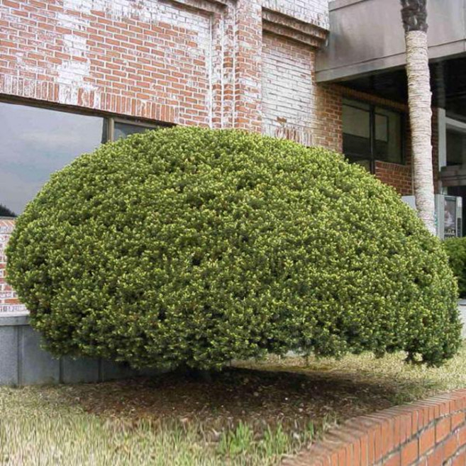 둥근주목(눈주목) 묘목 사계절 상록/수고 20cm/다섯주묶음 KS1486, 1개