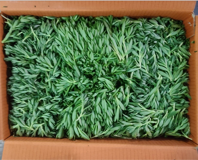 돌나물 돗나물 400g, 1개