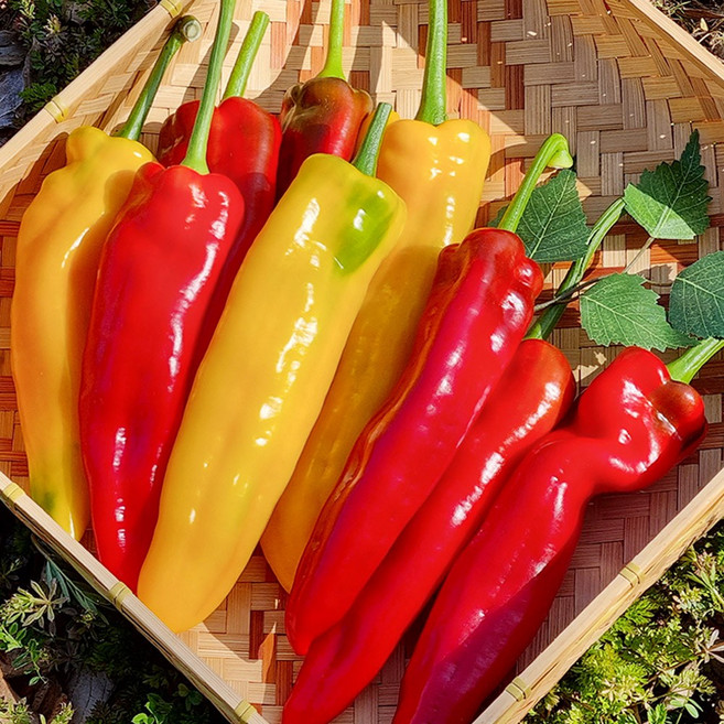 국내산 아삭아삭 롱스위트 파프리카 1kg 바나나 파프리카, 1개