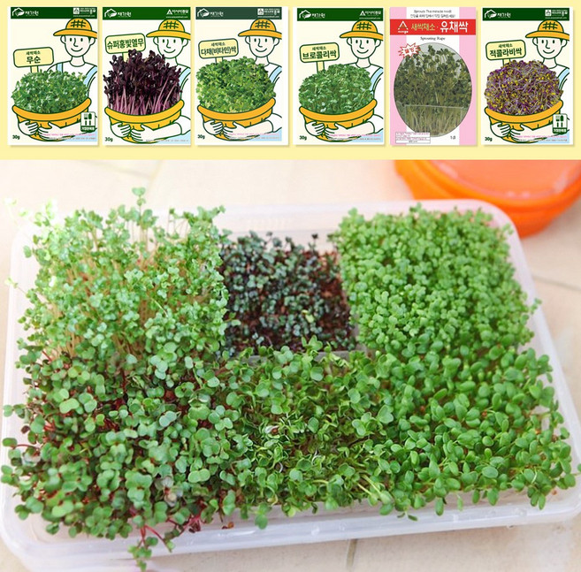 세경팜 새싹씨앗 6종이 포함된 대형 새싹재배 키트 세트, 1개