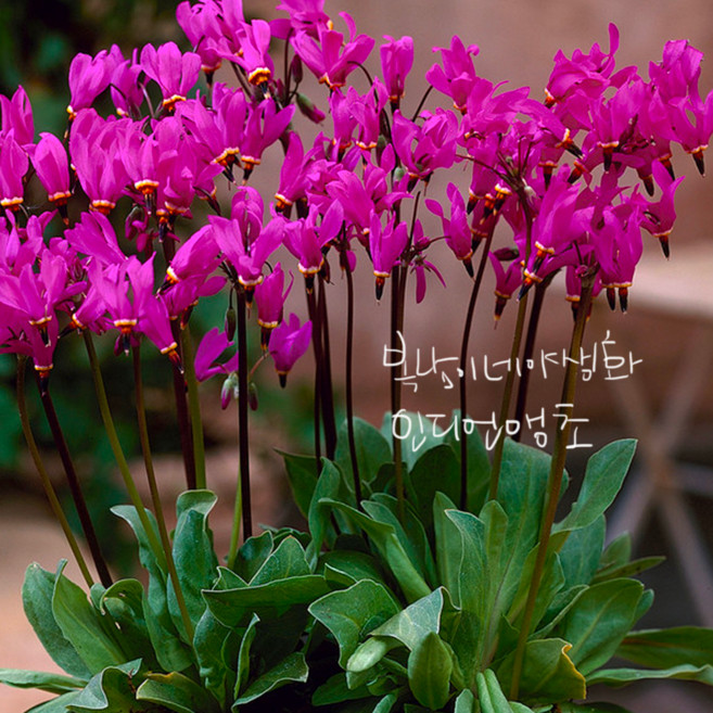 인디언앵초 핑크랜덤 [2개 복남이네야생화 모종 도데카데온 인디안 앵초], 2개