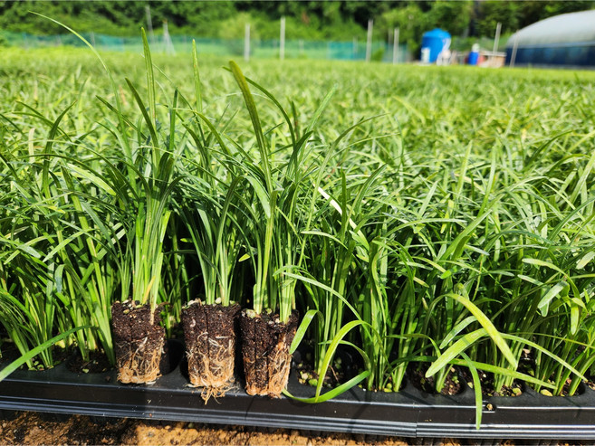 서울농원묘목/맥문동 모종 105구트레이 포트묘 보라색꽃 여름꽃 지피식물 야생화 전국노지월동, 105개