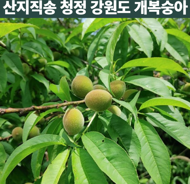 최상급 국내산 강원도 홍천 게복숭아 개복숭아 돌복숭아 열매 효소 토종 노지 야생 약용 채취 산지직송 택배 주문 20키로 20kg