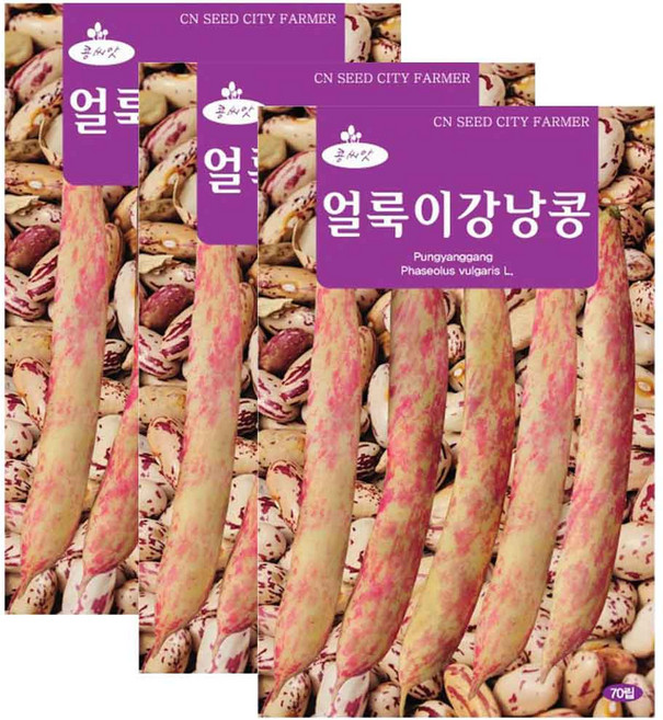얼룩이 강낭콩 씨앗 콩씨 70립, 3개