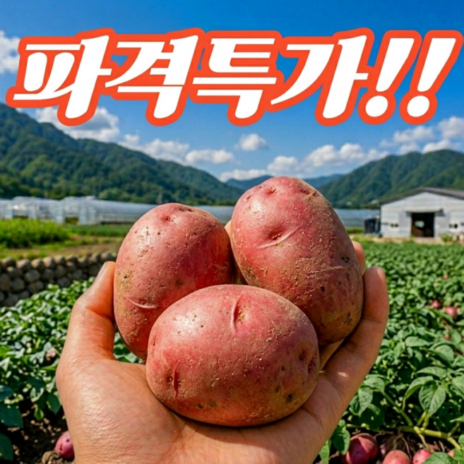 국내산 남해 당일수확 햇 프리미엄 홍감자, 1개, 1kg