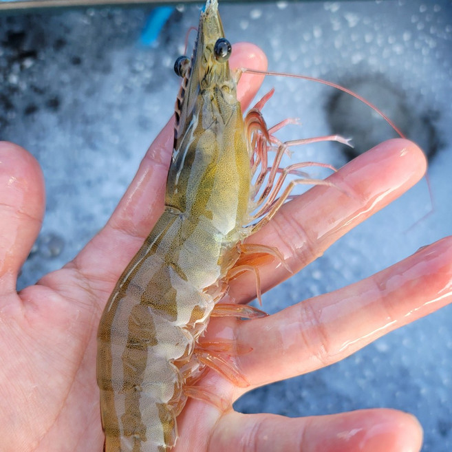 활새우 흰다리새우 대하 1kg 살아있는새우, 활 새우 1kg [33미내외], 1개